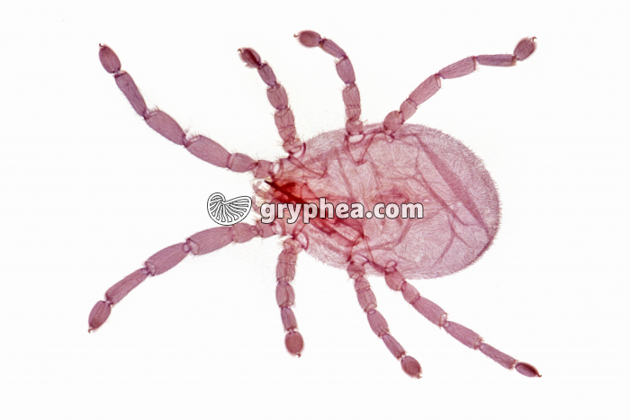 Trombidion x5 - gryphea.com